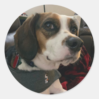 Adesivo Redondo Beaglier- Beagle Bae dog Stickers Bea Streaming