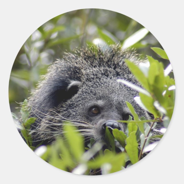 Adesivo Redondo Bearcat Stickers (Frente)