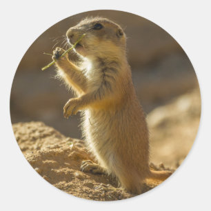 Adesivo Redondo Bebê de cão da pradaria comendo, Arizona