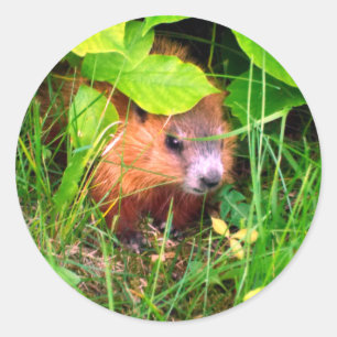 Adesivo Redondo Bebê de Marmota Curioso e Fofo