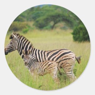 Adesivo Redondo Bebê e mamã da zebra