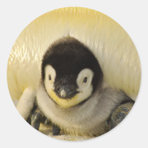 Adesivo Redondo Bebê pinguim