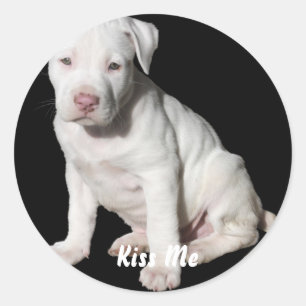 Adesivo Redondo Bebê White Pitbull