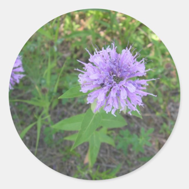Adesivo Redondo Bee-balm (Frente)