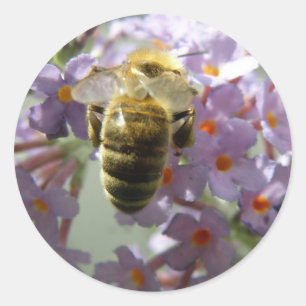 Adesivo Redondo Bee Honeybee Buddleia Flowers Stickers