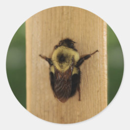 Adesivo Redondo Bee-zilla