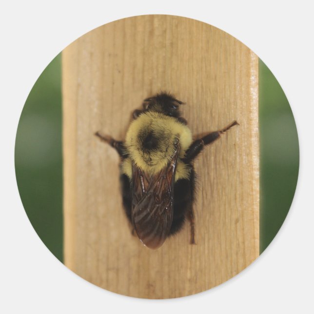 Adesivo Redondo Bee-zilla (Frente)