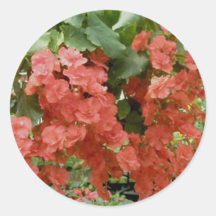 Adesivo Redondo Begonia Stickers