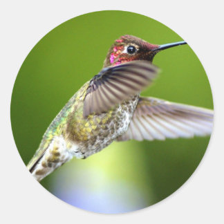 Adesivo Redondo Beija-flor (5)