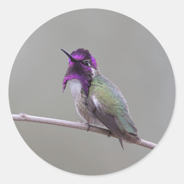 Adesivo Redondo Beija-flor da Costa (Frente)