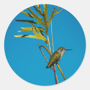 Adesivo Redondo Beija-flor-da-garganta-fêmea na árvore