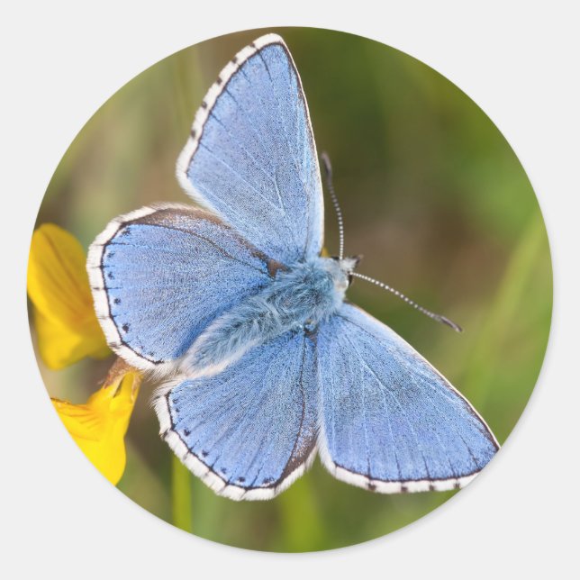 Adesivo Redondo Bela Adonis Blue Butterfly Stickers (Frente)