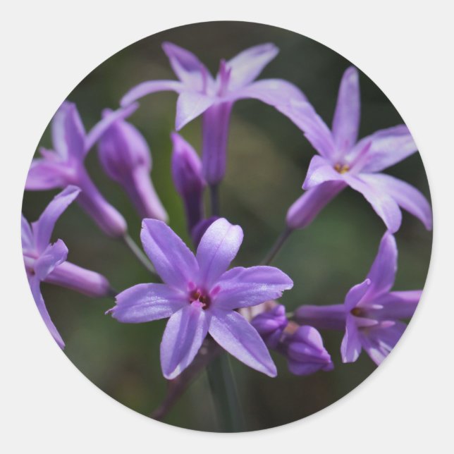 Adesivo Redondo Bela Flores Azuis Roxo Vinheta (Frente)