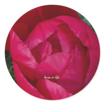 Bela Peônia Vermelha em Flor