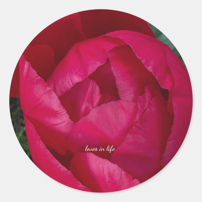 Adesivo Redondo Bela Peônia Vermelha em Flor  (Frente)