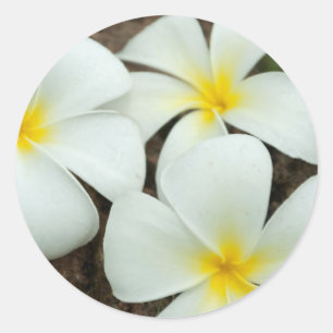 Adesivo Redondo Belas Flores Tropicais no Pacífico Sul