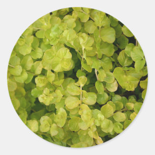 Adesivo Redondo Belas Folhas Verdes