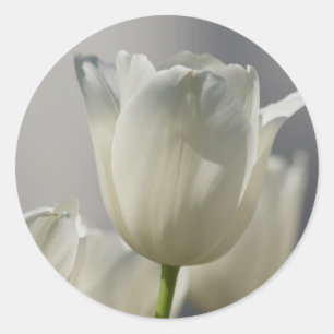 Adesivo Redondo Belas Tulipas Brancas de Primavera