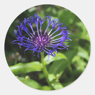 Adesivo Redondo Beleza azul