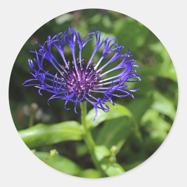 Adesivo Redondo Beleza azul (Frente)