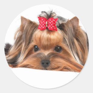 Adesivo Redondo Beleza pequena