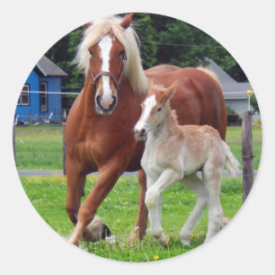 Adesivo Redondo belgian Mare e Filly