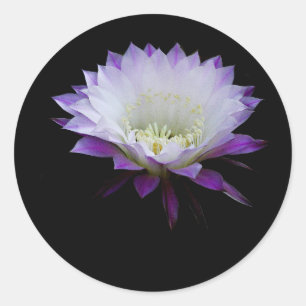 Adesivo Redondo Belle do bloomer da noite da bola