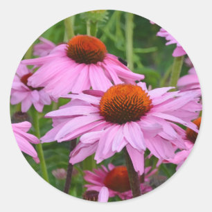 Adesivo Redondo Belo impressão floral de echinacea rosa