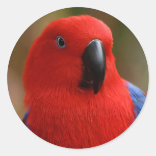 Adesivo Redondo Belo "Lady in Red", Eclectus Parrot
