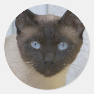 Adesivo Redondo Belo Ponto de Selo Gato Siamês