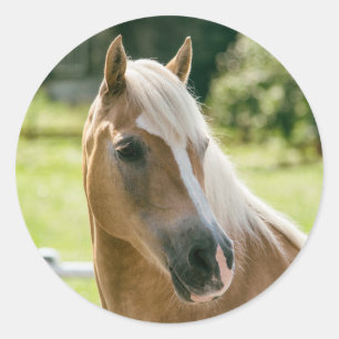 Adesivo Redondo Belo retrato de cavalo haflinger