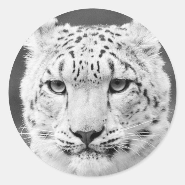 Adesivo Redondo Belo retrato preto e branco, Leopardo-da-neve (Frente)