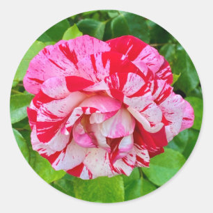 Adesivo Redondo Belo Rosa nº 2 Sticker