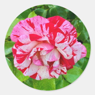 Adesivo Redondo Belo Rosa nº 2 Sticker
