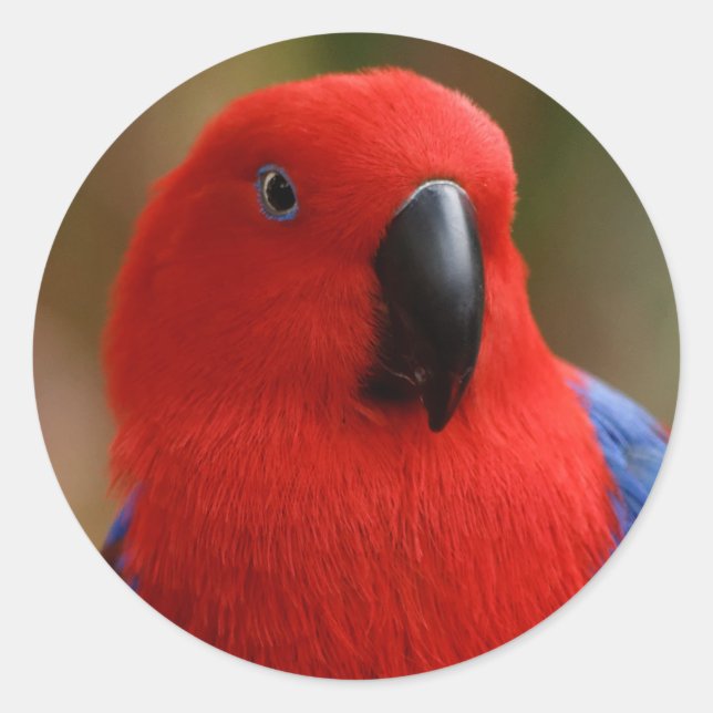 Adesivo Redondo Belo "Senhora em Vermelho" Eclectus Parrot (Frente)