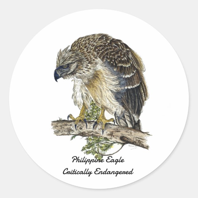 Adesivo Redondo Belo Trabalho de arte de águia filipina ameaçada (Frente)