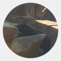 Belo Urso Negro Subindo