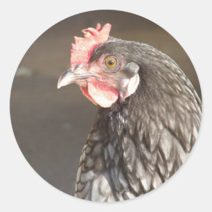 Adesivo Redondo Belo Vinheta redonda azul-alta clássica