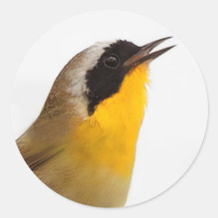 Adesivo Redondo Belo Yellowthroat Warblbird