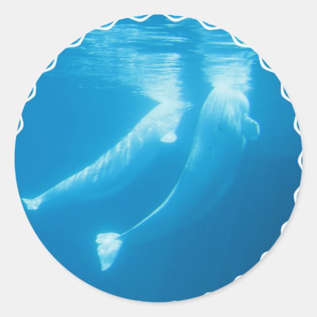 Adesivo Redondo Beluga Whales Stickers (Frente)