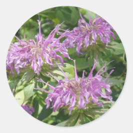 Adesivo Redondo Bergamont Bee Balm Sticker