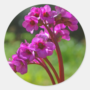 Adesivo Redondo Bergenia Flower Stickers