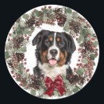 Adesivo Redondo Bernese Mountain Dog Pinecone Wreath Christmas<br><div class="desc">Olhe aquela linda cara de Cachorro Bernese Montanha enquadrada por um bonito cone de pinheiro com aquarela e a coroa vermelha de Feriado! A imagem do cachorro está no centro em um fundo branco. Um arco vermelho brilhante dá um pouco de brilho de Natal à coroa. Perfeito para os pacotes...</div>