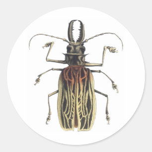 Adesivo Redondo Besouro Longo-Horned, Prionus Cervicornis