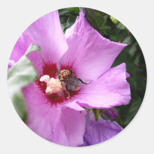 Adesivo Redondo Besouro-pintado em Flor de Hibisco