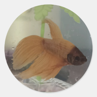 Adesivo Redondo Betta Sticker