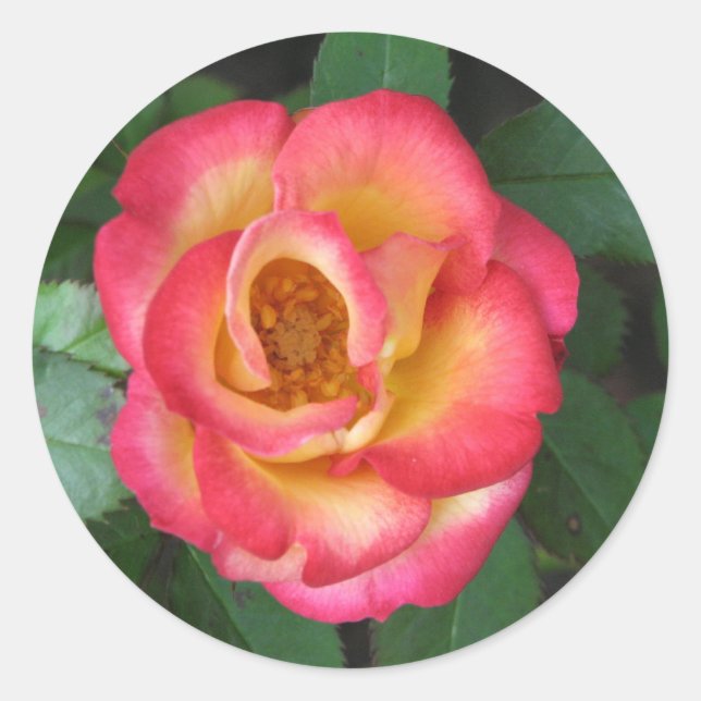 Adesivo Redondo Betty Boop 140 (Frente)