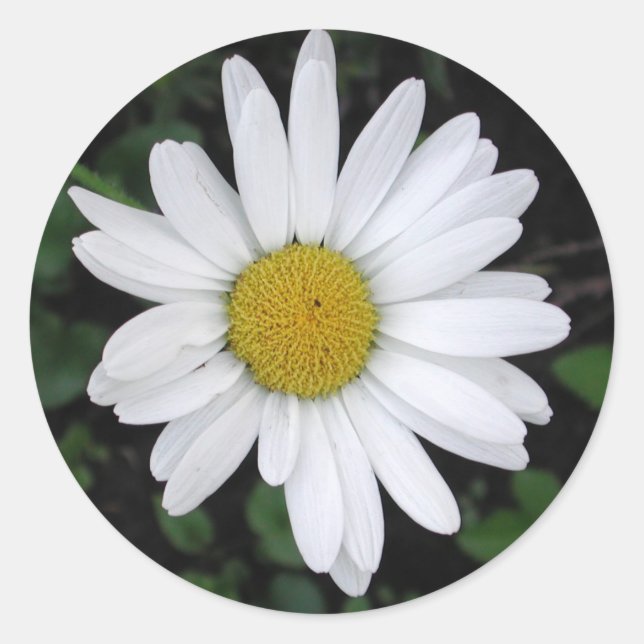 Adesivo Redondo Betty's Daisy Round Sticker (Frente)