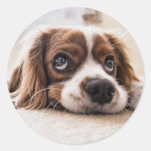 Adesivo Redondo Bicho de Estimação Cachorrinho Bonito