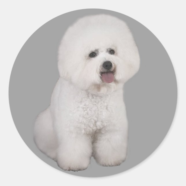 Adesivo Redondo Bichon Frise Precioso Sticker (Frente)